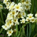 Foltz plant
