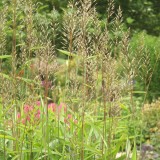 Foltz plant