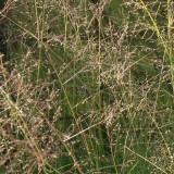 Foltz plant