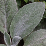 Foltz plant