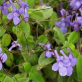 Foltz plant