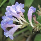 Foltz plant