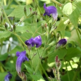 Foltz plant
