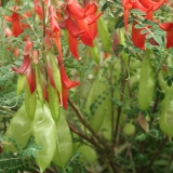 Foltz plant
