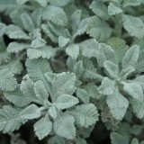 Foltz plant