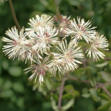 Foltz plant