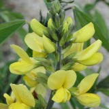 Foltz plant