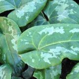 Foltz plant