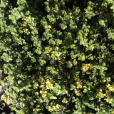 Foltz plant