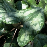 Foltz plant