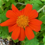 Foltz plant