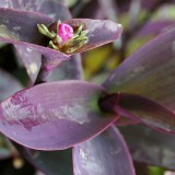 Foltz plant