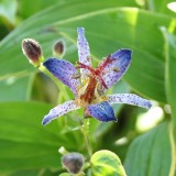 Foltz plant