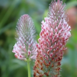 Foltz plant