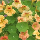 Foltz plant