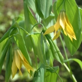 Foltz plant