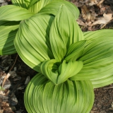 Foltz plant
