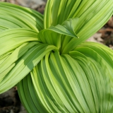 Foltz plant