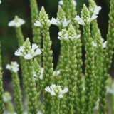 Foltz plant