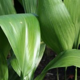 Foltz plant