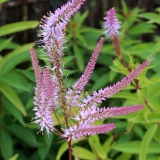 Foltz plant