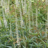 Foltz plant