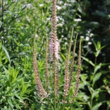 Foltz plant