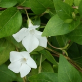 Foltz plant