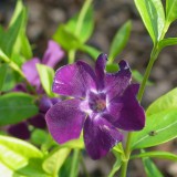 Foltz plant