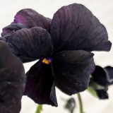 Foltz plant