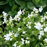 Foltz plant