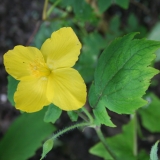 Foltz plant
