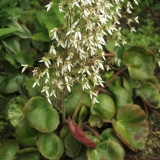 Foltz plant