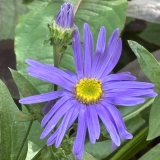 Foltz plant