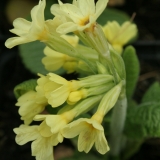 Foltz plant