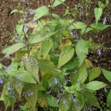 Foltz plant