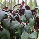 Foltz plant