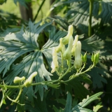 Foltz plant