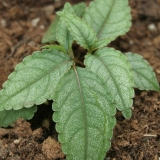 Foltz plant
