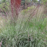 Foltz plant