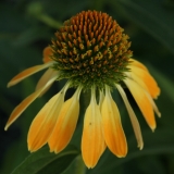 Foltz plant
