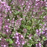 Foltz plant