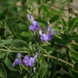 Foltz plant