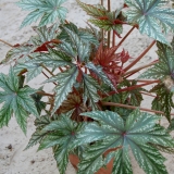 Foltz plant