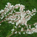 Foltz plant
