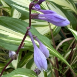 Foltz plant