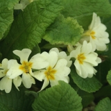Foltz plant