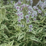 Foltz plant