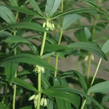 Foltz plant
