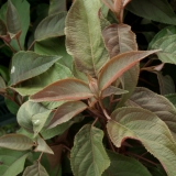 Foltz plant